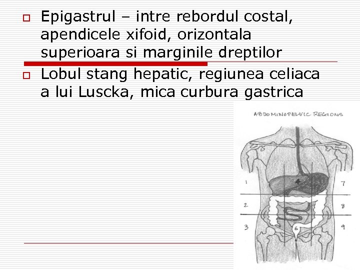 o o Epigastrul – intre rebordul costal, apendicele xifoid, orizontala superioara si marginile dreptilor