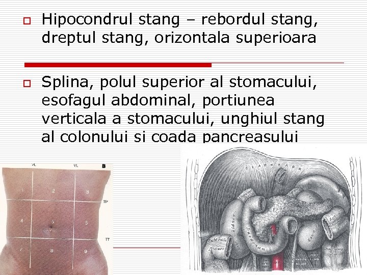 o o Hipocondrul stang – rebordul stang, dreptul stang, orizontala superioara Splina, polul superior