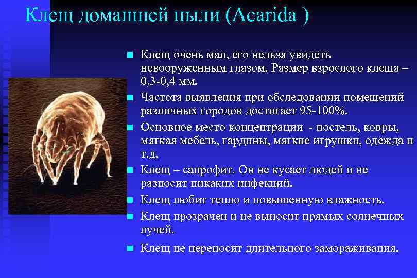 Клещ домашней пыли (Acarida ) n n n n Клещ очень мал, его нельзя