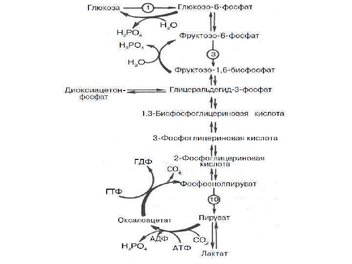 Синтез глюкозы в организме. Реакции синтеза Глюкозы из аминокислот и глицерина. Схема глюконеогенеза в организме человека. Синтез Глюкозы из молочной кислоты. Схема глюконеогенеза из молочной кислоты.