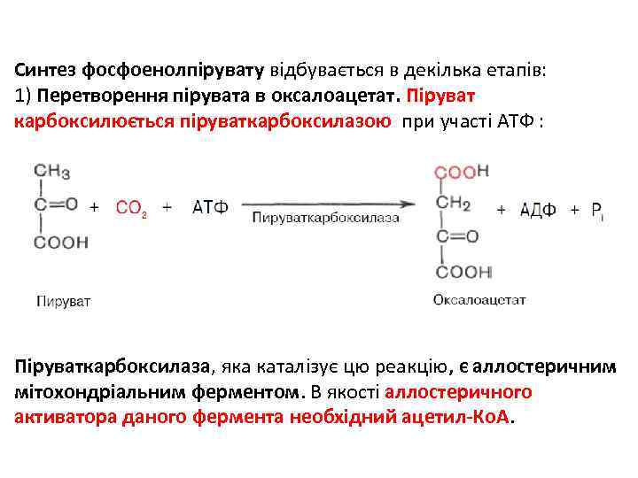 Синтез фосфоенолпірувату відбувається в декілька етапів: 1) Перетворення пірувата в оксалоацетат. Піруват карбоксилюється піруваткарбоксилазою