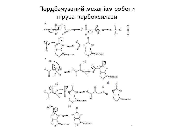 Пердбачуваний механізм роботи піруваткарбоксилази 