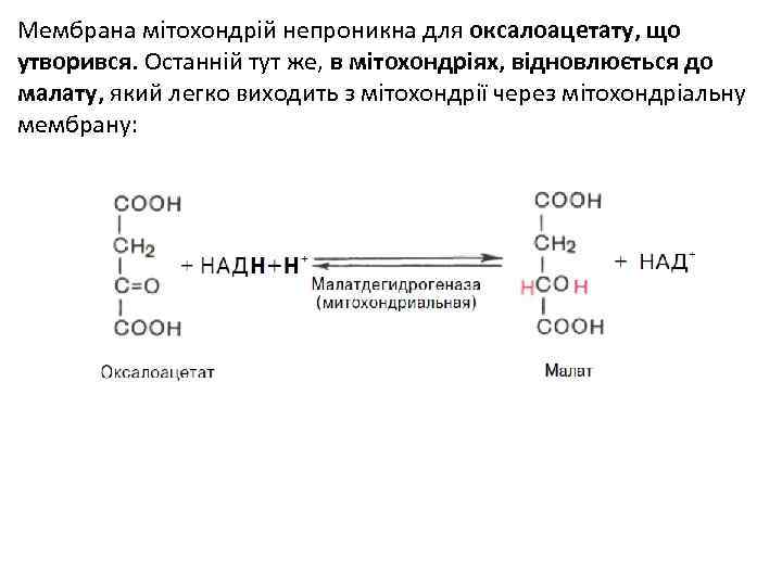 Мембрана мітохондрій непроникна для оксалоацетату, що утворився. Останній тут же, в мітохондріях, відновлюється до