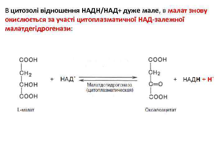 Схема цпэ окисление малата