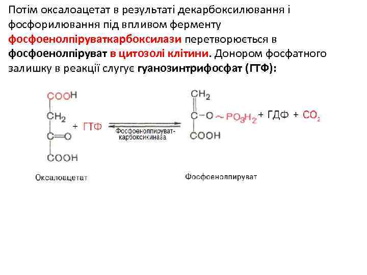 Потім оксалоацетат в результаті декарбоксилювання і фосфорилювання під впливом ферменту фосфоенолпіруваткарбоксилази перетворюється в фосфоенолпіруват