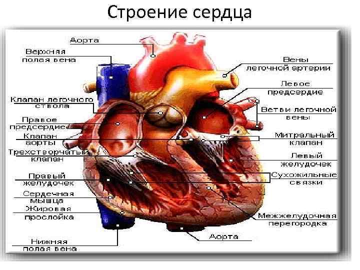 Борозды сердца анатомия картинки