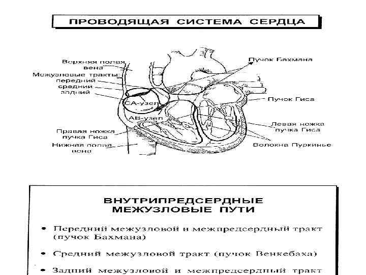 Сердце генератора центуриона