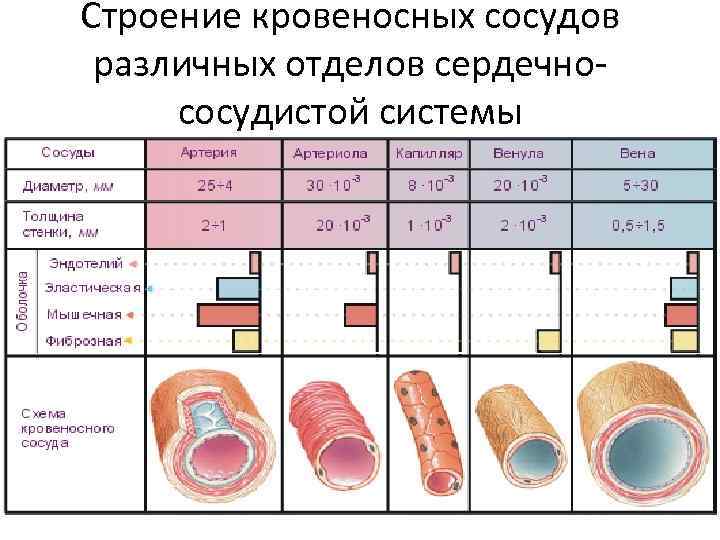 Строение кровеносных сосудов различных отделов сердечнососудистой системы 