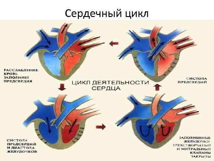 Сердечный цикл 