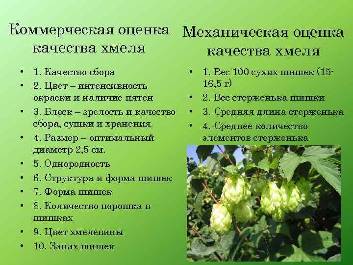 Хмель бизнес план