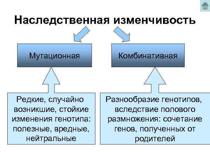 Наследственная изменчивость Мутационная Редкие, случайно возникшие, стойкие изменения генотипа: полезные, вредные, нейтральные Комбинативная Разнообразие