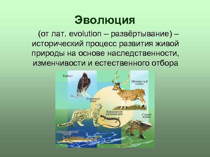 Эволюция (от лат. evolution – развёртывание) – исторический процесс развития живой природы на основе