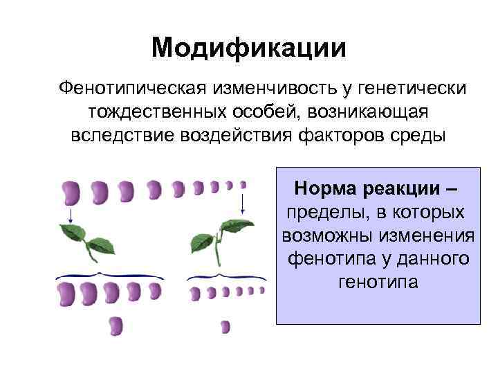 Модификации Фенотипическая изменчивость у генетически тождественных особей, возникающая вследствие воздействия факторов среды Норма реакции