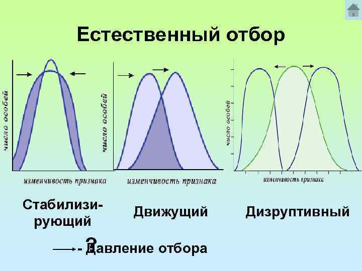 Естественный отбор Стабилизирующий Движущий -? Давление отбора Дизруптивный 