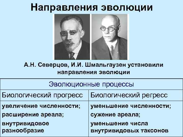 Направления эволюции А. Н. Северцов, И. И. Шмальгаузен установили направления эволюции Эволюционные процессы Биологический