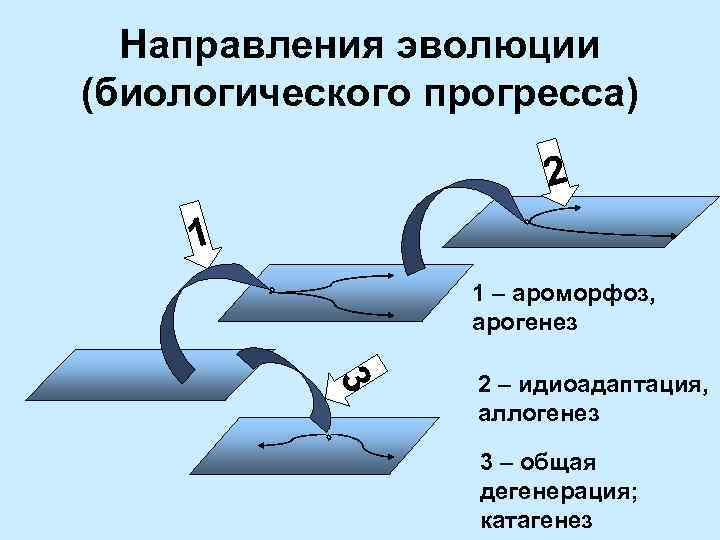 Направления эволюции (биологического прогресса) 2 1 1 – ароморфоз, арогенез 3 2 – идиоадаптация,