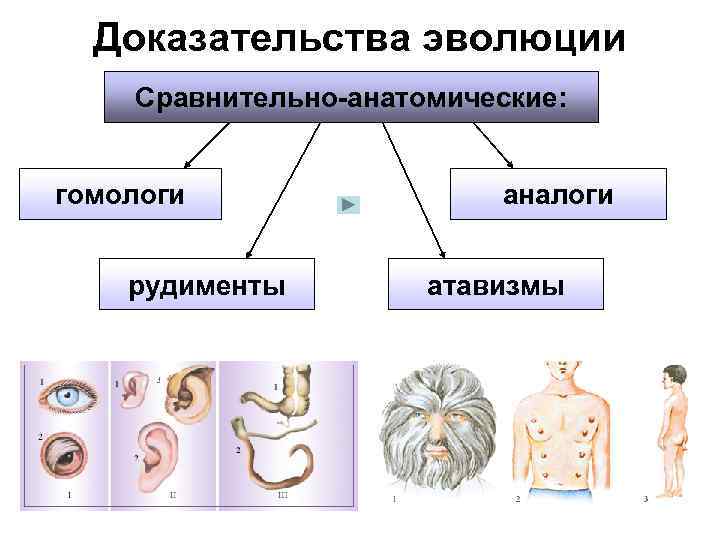 Доказательства эволюции Сравнительно-анатомические: гомологи рудименты аналоги атавизмы 