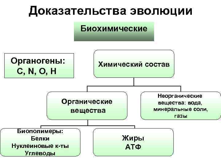 Доказательства эволюции Биохимические Органогены: C, N, O, H Химический состав Неорганические вещества: вода, минеральные