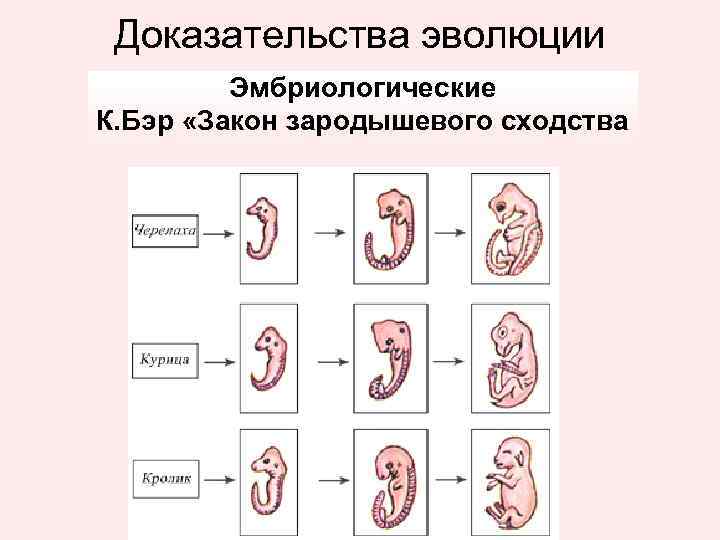 Доказательства эволюции Эмбриологические К. Бэр «Закон зародышевого сходства 