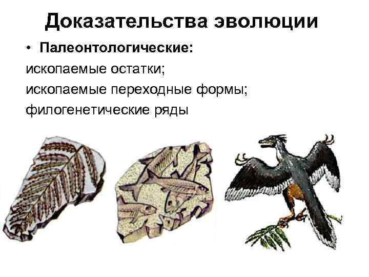 Доказательства эволюции • Палеонтологические: ископаемые остатки; ископаемые переходные формы; филогенетические ряды 