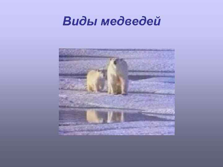 Виды медведей 