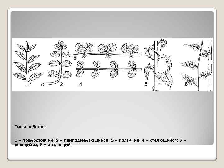 Типы побегов: 1 – прямостоячий; 2 – приподнимающийся; 3 – ползучий; 4 – стелющийся;