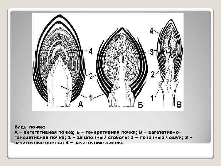 Виды почек: А – вегетативная почка; Б – генеративная почка; В – вегетативногенеративная почка;