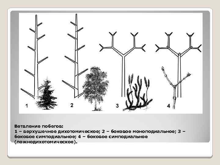 Ветвление побегов: 1 – верхушечное дихотомическое; 2 – боковое моноподиальное; 3 – боковое симподиальное;