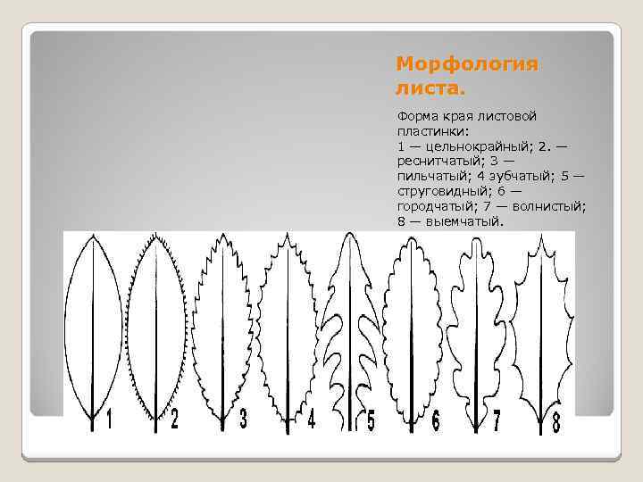 Морфология листа. Форма края листовой пластинки: 1 — цельнокрайный; 2. — реснитчатый; 3 —