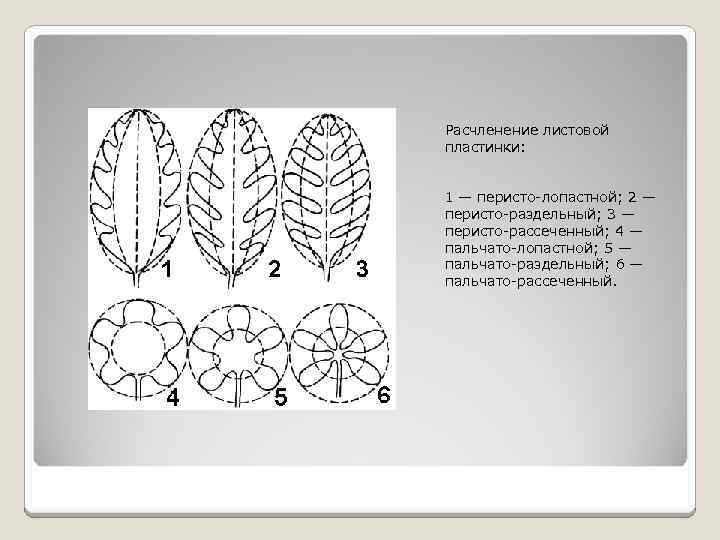 Расчленение листовой пластинки: 1 — перисто-лопастной; 2 — перисто-раздельный; 3 — перисто-рассеченный; 4 —