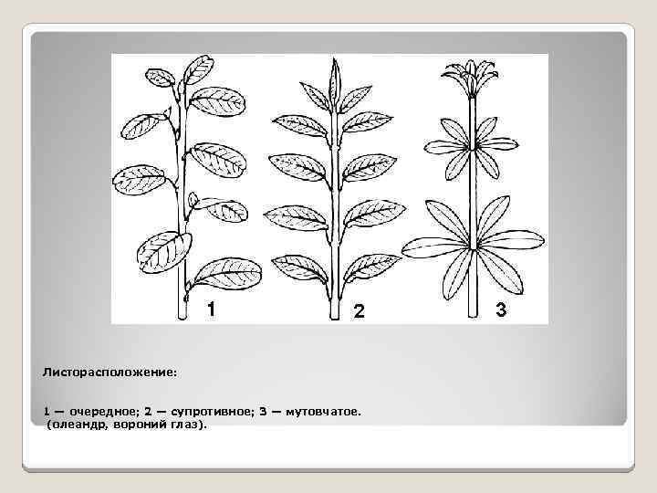 Листорасположение: 1 — очередное; 2 — супротивное; 3 — мутовчатое. (олеандр, вороний глаз). 