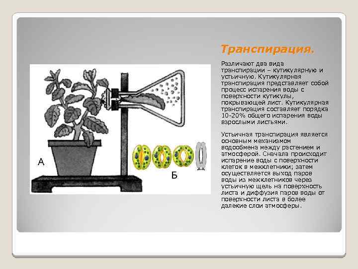 Транспирация. Различают два вида транспирации – кутикулярную и устьичную. Кутикулярная транспирация представляет собой процесс