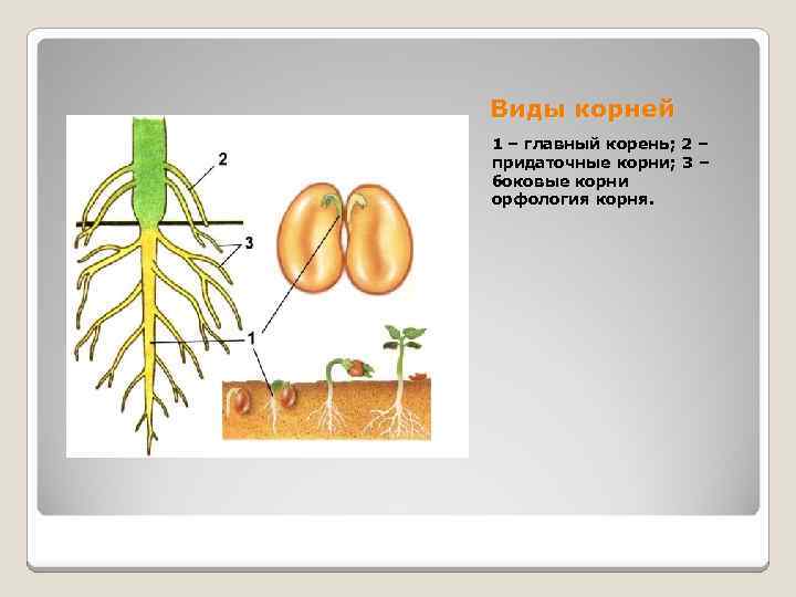 Образование главного корня. Строение корня тыквы. Фасоль строение растения. Строение корня фасоли. Корневая система проростка фасоли.
