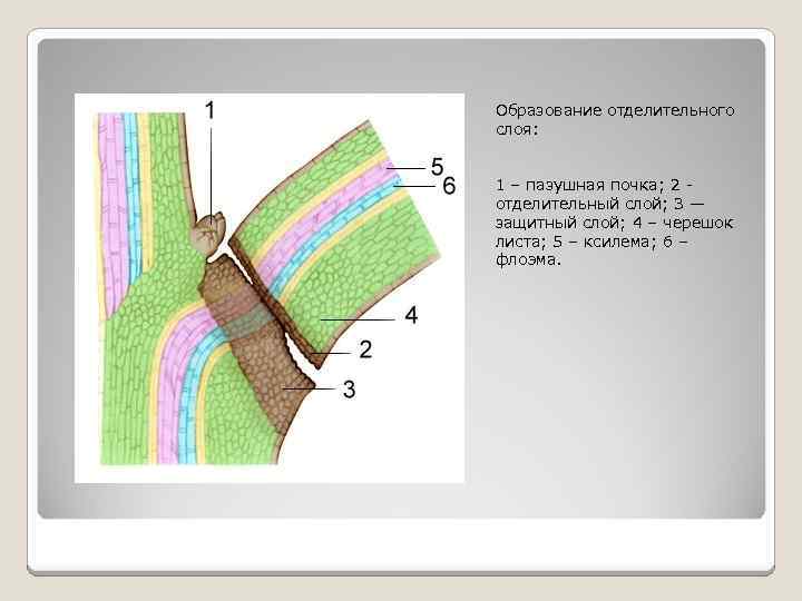 Образование отделительного слоя: 1 – пазушная почка; 2 отделительный слой; 3 — защитный слой;