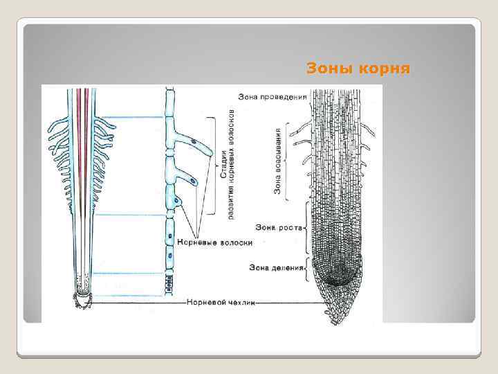 Зоны корня 