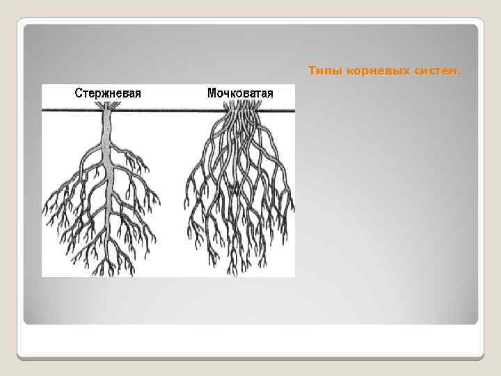 Корни у березы глубина и длина схема