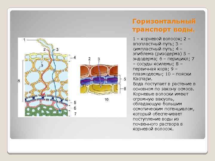 Горизонтальный транспорт воды. 1 – корневой волосок; 2 – апопластный путь; 3 – симпластный