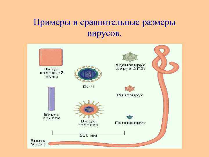 Примеры и сравнительные размеры вирусов. 