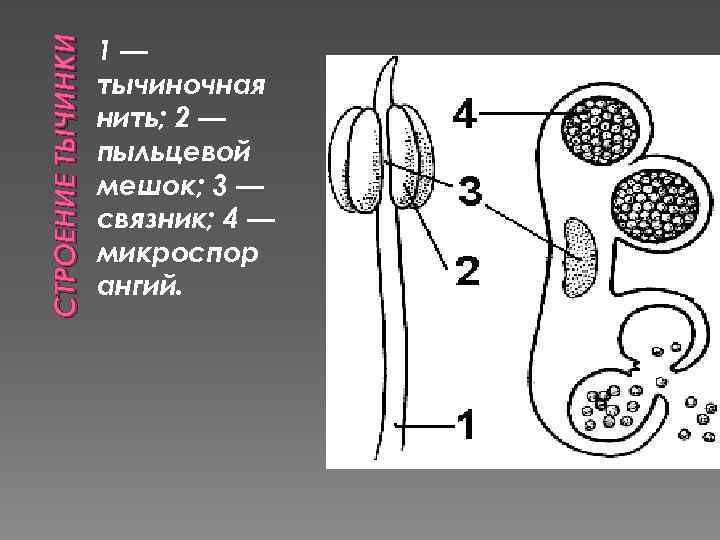 Строение тычинки. Строение тычинки пыльцевые мешки. Андроцей. Строение тычинки, микроспорогенез .. Анатомическое строение тычинки.