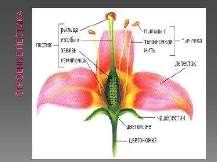 СТРОЕНИЕ ПЕСТИКА 