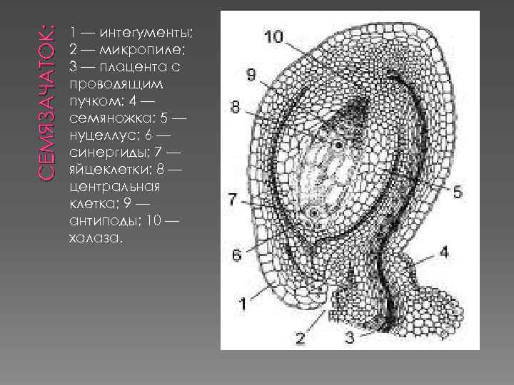 СЕМЯЗАЧАТОК: 1 — интегументы; 2 — микропиле; 3 — плацента с проводящим пучком; 4