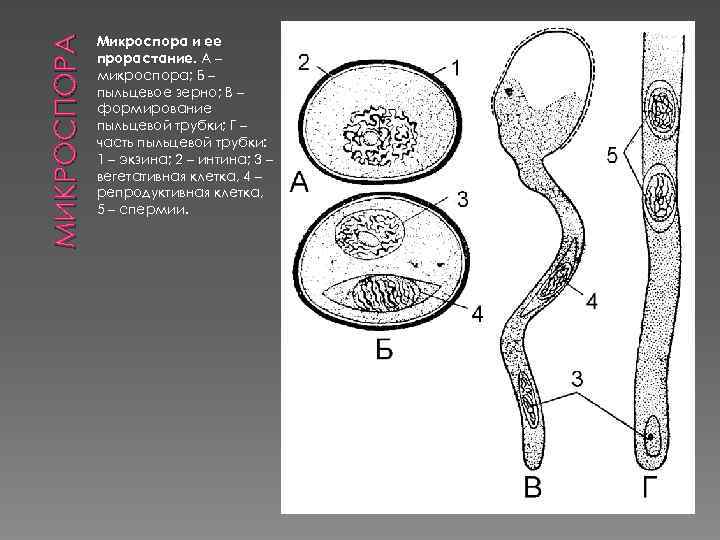 МИКРОСПОРА Микроспора и ее прорастание. А – микроспора; Б – пыльцевое зерно; В –