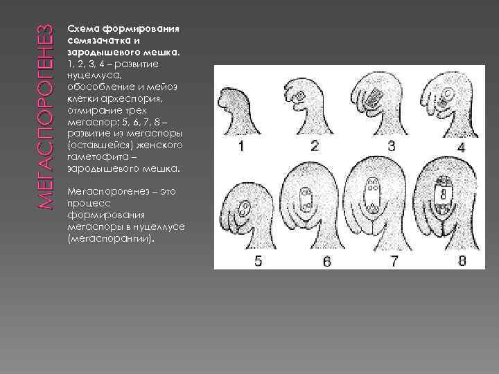 МЕГАСПОРОГЕНЕЗ Схема формирования семязачатка и зародышевого мешка. 1, 2, 3, 4 – развитие нуцеллуса,