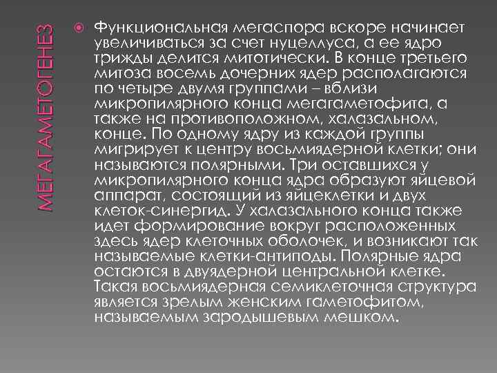 МЕГАГАМЕТОГЕНЕЗ Функциональная мегаспора вскоре начинает увеличиваться за счет нуцеллуса, а ее ядро трижды делится