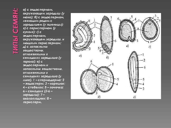 ТИПЫ СЕМЯН: а) с эндоспермом, окружающим зародыш (у мака); б) с эндоспермом, лежащим рядом