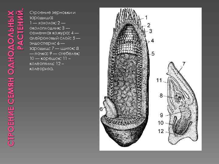 Строение зерновки. Зерновка кукурузы продольный срез. Строение зерновки пшеницы колеоптиль. Продольный разрез зерновки кукурузы. Строение зародыша зерновки.