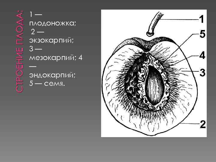 СТРОЕНИЕ ПЛОДА: 1— плодоножка; 2— экзокарпий; 3— мезокарпий; 4 — эндокарпий; 5 — семя.