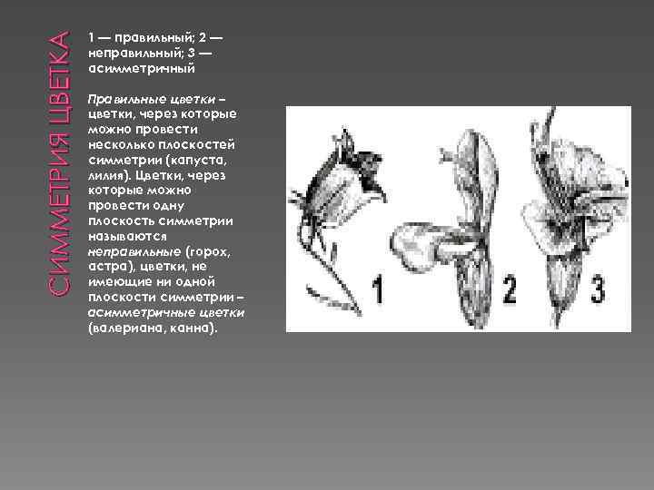 СИММЕТРИЯ ЦВЕТКА 1 — правильный; 2 — неправильный; 3 — асимметричный Правильные цветки –