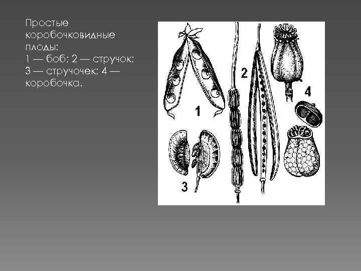 Простые коробочковидные плоды: 1 — боб; 2 — стручок; 3 — стручочек; 4 —