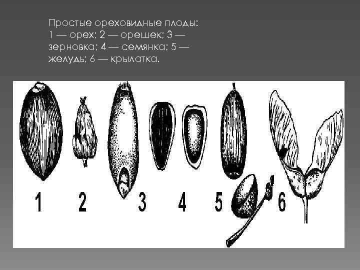 Простые ореховидные плоды: 1 — орех; 2 — орешек; 3 — зерновка; 4 —